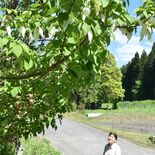 那須・相馬さん方でハンカチノキ見頃　初夏の風に揺れる白い葉