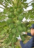 【夕刊】「酵素の王様」青パパイアたわわに