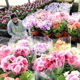 春色、一足早く セイヨウサクラソウ出荷佳境 宇都宮の「フラワールドひしぬま」