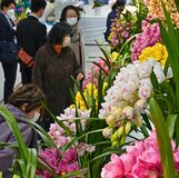 一足早い春色　宇都宮で「とちぎ蘭展」開幕【動画】