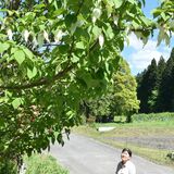 那須・相馬さん方でハンカチノキ見頃　初夏の風に揺れる白い葉