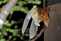 エゾハルゼミの羽化始まる　那須塩原