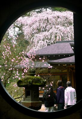 建物内の丸窓から見えるシダレザクラ（写真奥）