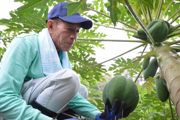 丸々と育った実を手に笑顔の河又会長