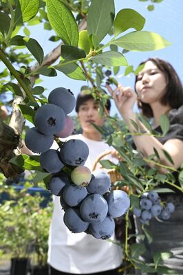 収穫期を迎え、来園者に摘み取られるブルーベリー=7日午前11時30分、矢板市越畑