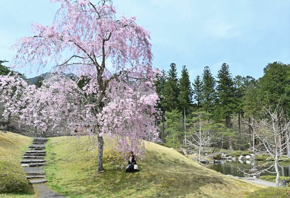 シダレザクラが見頃を迎えた古峯園
