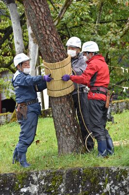 木の幹に丁寧にこもを巻く作業員