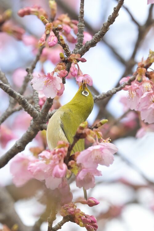 小枝に止まりカワヅザクラの花の蜜を吸うメジロ＝４日午前10時45分、宇都宮市本丸町