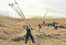 渡良瀬遊水地でヨシ刈り最盛期　昨夏の高温で質良く