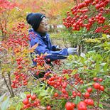 新年へ縁起物「見事な実付き」 那珂川でナンテン収穫が本格化