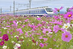 コスモスと列車の共演