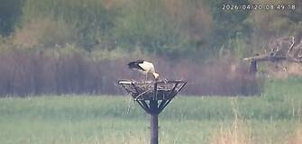 コウノトリひな「ふ化」