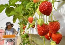 奥日光でなつおとめ収穫期