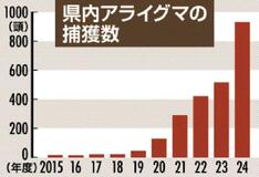 アライグマ県内捕獲９３２頭