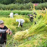 30年かけた開発“実る”　コメ新２品種を初収穫　大田原・那須黒羽営農研究会
