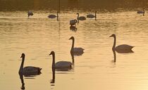 ハクチョウ180羽飛来　宇都宮