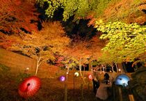 小山・間々田八幡宮で紅葉ライトアップ