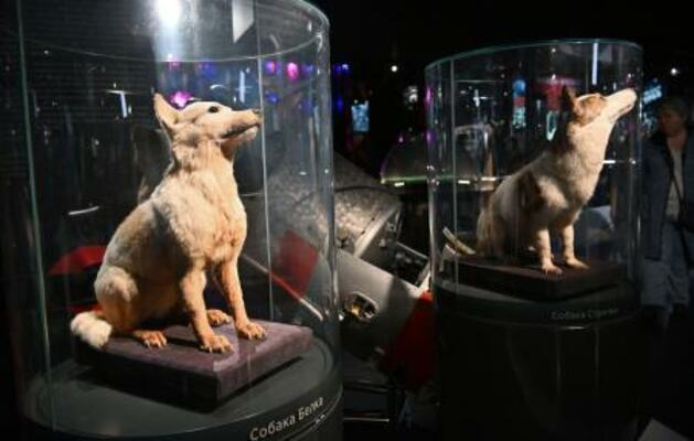 モスクワの博物館に展示されている宇宙飛行した犬の剥製=7日(共同)