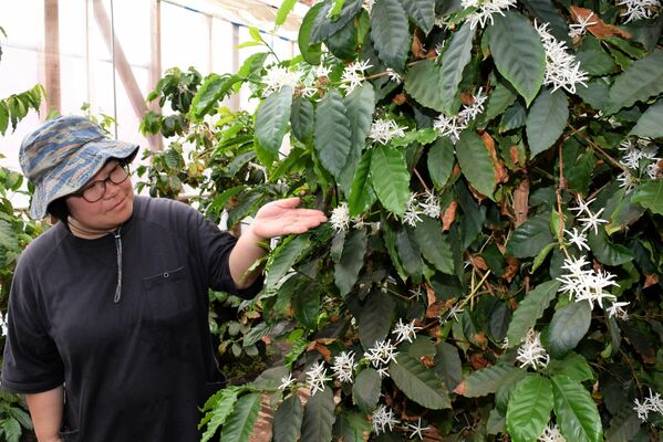 開花期間が３日間のコーヒーの花＝那珂川町