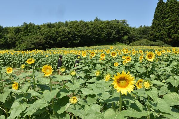 ５万本のヒマワリが楽しめる元牧草地