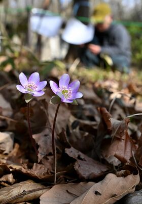 枯れ葉の中から顔を出す雪割草＝15日午後１時55分、栃木市藤岡町大田和