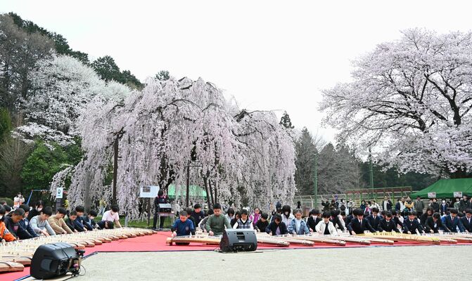 城山西小で行われた古賀志の孝子桜まつり＝４日午10時35分、宇都宮市古賀志町