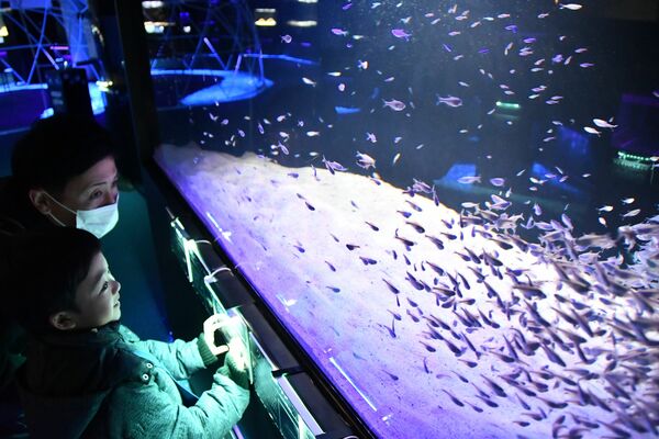 ブルーテトラなど小型の熱帯魚が泳ぐ水槽をのぞき込む来園者