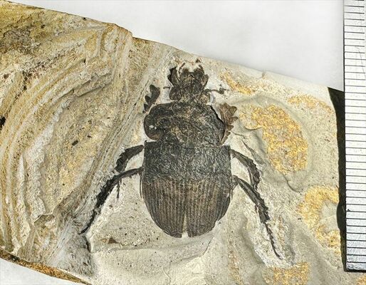 那須塩原市の地層から見つかったセンチコガネ科の新種「ヤタガイツノセンチコガネ」（相場教諭提供）