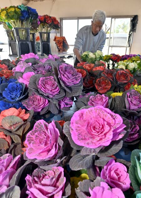 着色料を吸い上げて色鮮やかに染まった葉ボタン＝16日午前10時55分、高根沢町平田