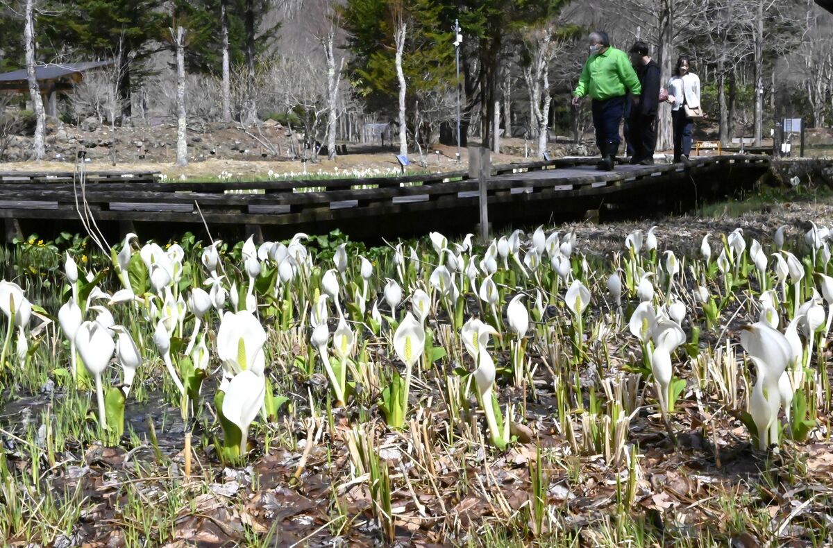 春を感じる植物園の魅力を楽しもう
