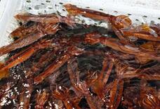 太平洋スルメイカ、２・６倍に