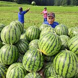 「与一西瓜」丸々と　甘い夏の味、大田原で収穫進む　