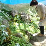 北海道の花　かれんに　真岡、高山植物館で企画展