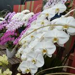 豪華な洋ラン200鉢並ぶ　とちぎ花センターで企画展　栃木