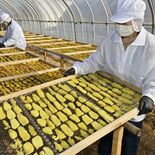 上三川で干し芋作りがピーク　甘さこだわる冬の味覚　