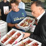 日本一のイチゴ産地にシーズン到来　真岡のＪＡはが野でとちあいか初出荷