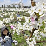 ナシの花満開　人工授粉作業ピークに　宇都宮