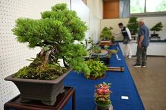 手塩にかけた盆栽展示