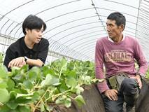 天敵ダニでイチゴ守れ