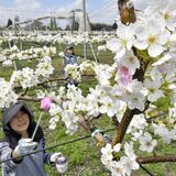 ナシの花満開　人工授粉作業ピークに　宇都宮
