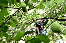 収穫最盛期を迎えている青梅　宇都宮