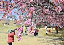 宇都宮でカワヅザクラ開花