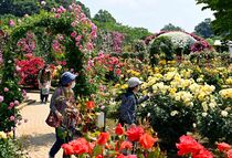 あしかがフラワーパークでバラ見頃