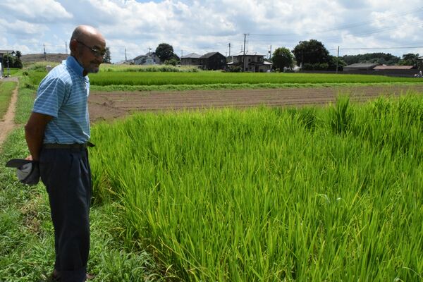 田んぼに植えた原爆稲を見つめる上野さん＝７日午前、上三川町