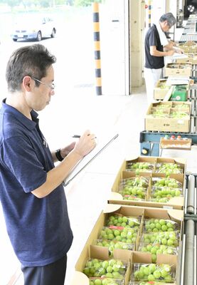 出品されたブドウの品質を審査する関係者ら