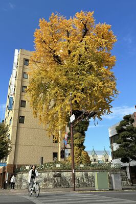 戦後80年の今年も黄色く染まった「大いちょう」