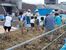 土塀に使う壁土を足でこねる子どもたち（宇都宮市公園管理課提供）