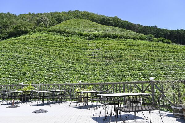 斜面で栽培が行われるココ・ファーム・ワイナリーのブドウ畑＝足利市