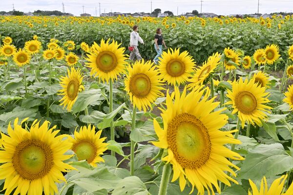 雨上がりの空の下、咲きそろうヒマワリ=17日午後1時55分、野木町野木