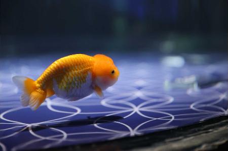 　すみだ水族館で開催中のイベント「東京金魚～時代を泳ぐ、小さなミューズたち～」（イメージ画像）（提供写真）
